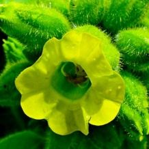 images/productimages/small/nicotiana rustica zaden.jpg